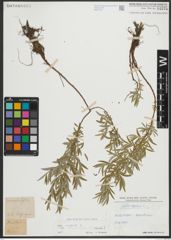 Foto von Salix repens subsp. rosmarinifolia (L.) Andersson